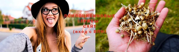 прущие грибы Арсеньев